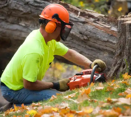 tree services Randolph